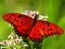 게임 Nature Jigsaw Puzzle Butterfly 온라인