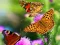 게임 Butterfly Slide 온라인