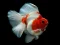 게임 Gold Fish Jigsaw Puzzle 온라인
