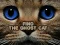 게임 Find the Ghost Cat 온라인