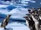 게임 Penguins Slide 온라인