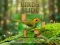 게임 Birds Slide 온라인