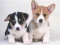 게임 Cute Puppies Puzzle 온라인