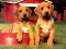 게임 Puppy Pairs Puzzle 온라인