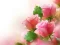 게임 Pink Roses 온라인