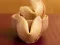 게임 Fortune Cookies 온라인