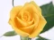 게임 Yellow Roses 온라인