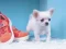 게임 Lovely Puppy Puzzle 온라인