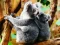 게임 Cute Baby Koala Bear 온라인