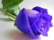 게임 Blue Roses 온라인