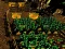 게임 Pixel Farm 온라인