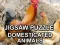 게임 Jigsaw Puzzle Domesticated Animals 온라인