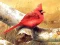 게임 Art Birds Puzzle 온라인
