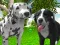 게임 Dog Simulator 3d 온라인