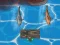 게임 Titanic Shark Attacks 온라인