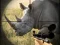 게임 Wild Rhino Hunter 온라인