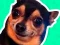 게임 What meme dog are you ? 온라인
