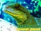 게임 Chinese Water Dragon Jigsaw 온라인