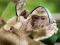 게임 Chimpanzee Jigsaw 온라인