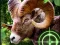게임 Crazy Goat Hunter 2020 온라인
