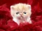 게임 Funny Kitty 온라인