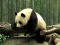 게임 Pandas Puzzle 온라인