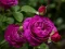 게임 Purple Roses 온라인