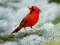 게임 Birds Puzzle 온라인