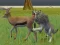 게임 Wolf Life Simulator 온라인