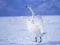 게임 Graceful Swans 온라인