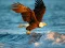게임 Animals Jigsaw Puzzle Eagle 온라인