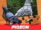 게임 Pigeon Jigsaw Puzzle 온라인