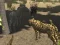 게임 African Cheetah Hunting Simulator 온라인