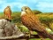 게임 Birds of Prey Slide 온라인