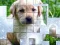 게임 PicPu Dog 온라인