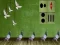 게임 Pigeon Escape 2 온라인