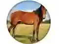게임 Animal Quiz 온라인