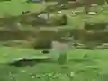 게임 Pigeons Hunting 온라인