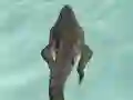 게임 Crocodile Simulator Beach Hunt 온라인