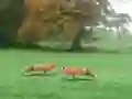 게임 Hunted Fox 온라인