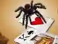 게임 Jumping Spider 온라인