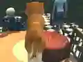 게임 Dog Simulator: Puppy Craft 온라인