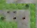 게임 Spider Tower Defence 온라인