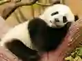 게임 Animal Differences 온라인