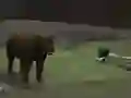 게임 Bear Den 온라인