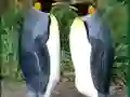 게임 Penguin Puzzle 온라인