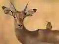 게임 Wild Deer Jigsaw 온라인