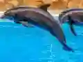 게임 Sea Dolphin Jigsaw 온라인