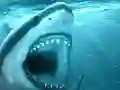 게임 Hungry Shark 온라인