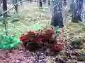 게임 Bernati Forest Adventure 온라인